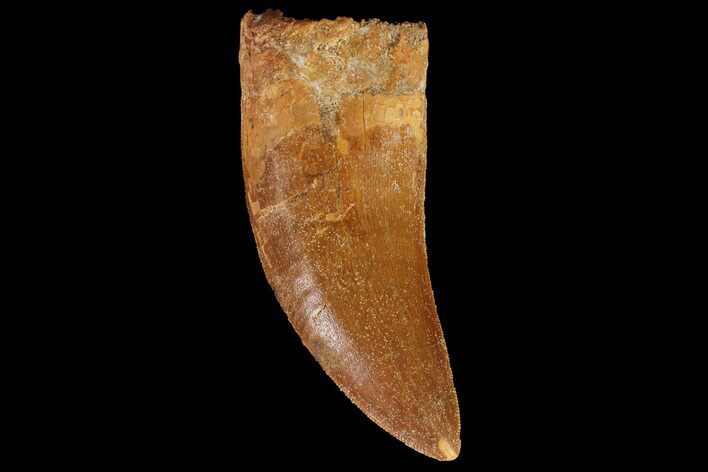 Serrated Carcharodontosaurus Tooth #68942